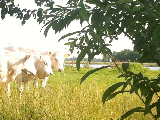 Groepsaccommodatie-Friesland-koeien