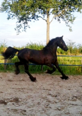 Groepsaccommodatie-Friesland-paard